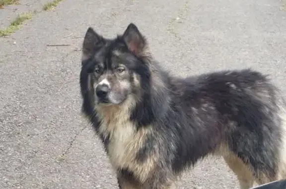 Found Husky Mix on Eagle Stree...