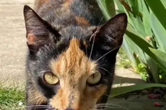 Lost Calico Cat: Port Adelaide Enfield