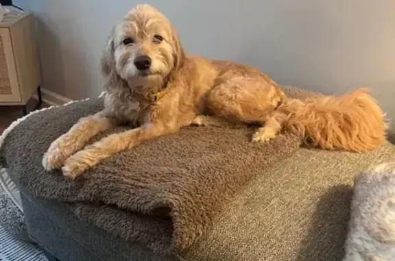 Lost Mini Goldendoodle Near Carroll MS