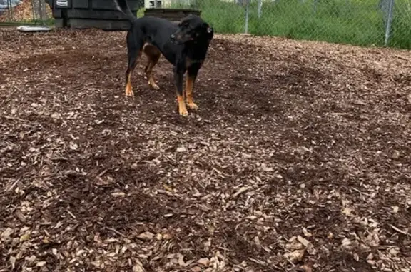 Lost Dog: Brown Socks & Eyebrows