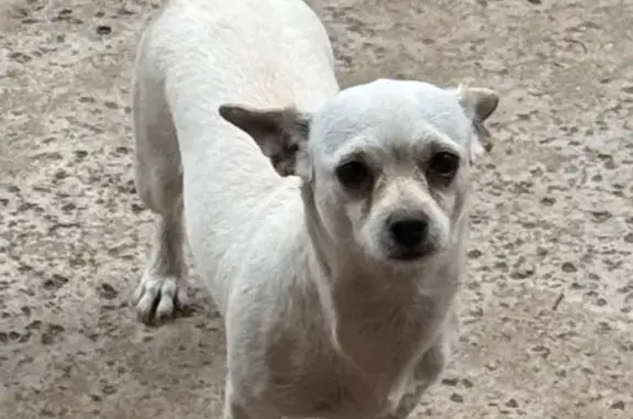 Lost: White Chihuahua Mix in San Bernardino