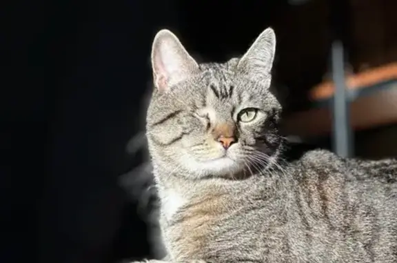 Lost One-Eyed Cat on N. Quatar St, Aurora