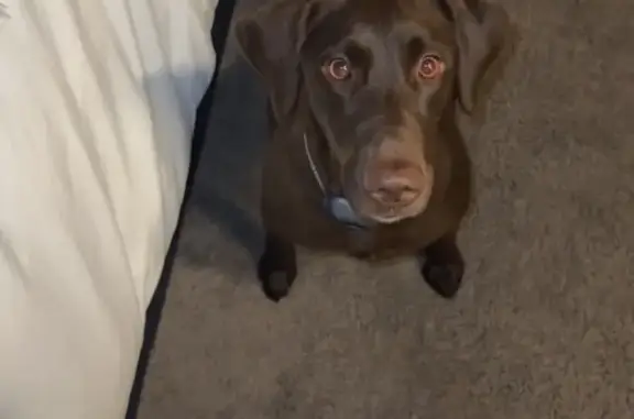 Lost Chocolate Lab Near East Broad St