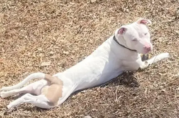 Lost: Brown Dog with Spots in Rockford