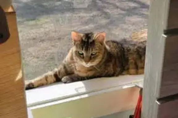 Lost Skittish Cat: Brown with Stripes