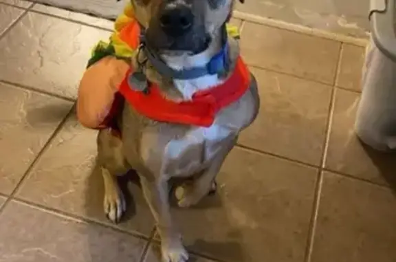 Lost Dog: Friendly Black & Tan in Greers Ferry