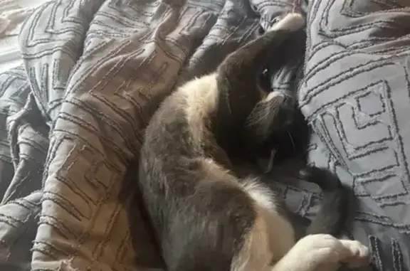 Friendly Young Cat Missing in Covington