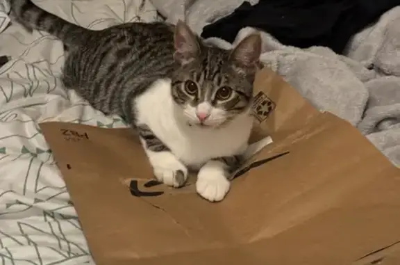 Lost Cat Jax: White/Black/Gray, Gold Brook