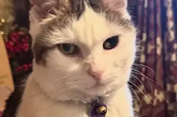 Lost Cat Pixie: Small White Tabby, One Eye