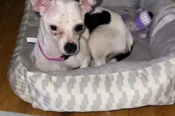 Found Dog: White & Black Spots...