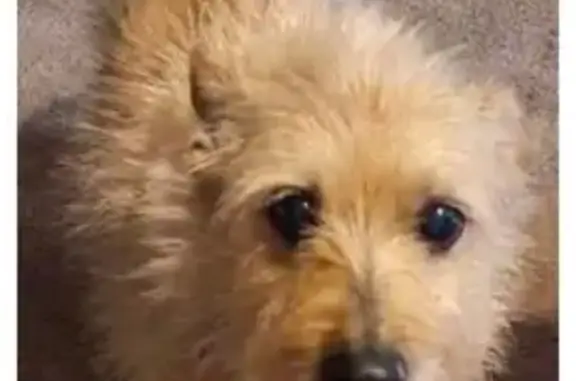 Lost Schnauzer-Pomeranian Mix in Monroe