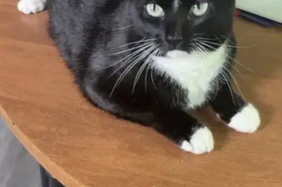 Lost Black & White Cat on Turner Lane