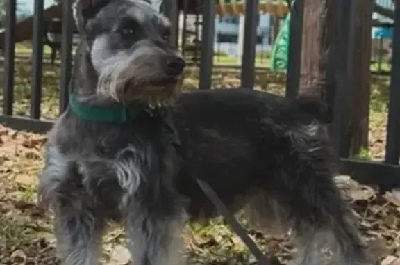 Lost Gray Mini Schnauzer on Monroe Ave