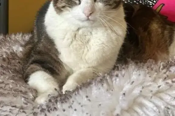 Lost Turtle Shell Cat on Hault...