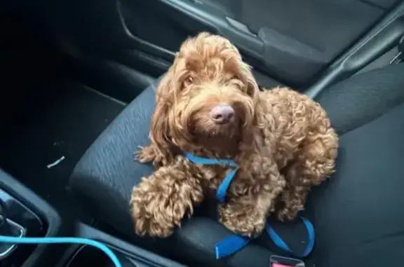 Found Dog on Pope St, Memphis