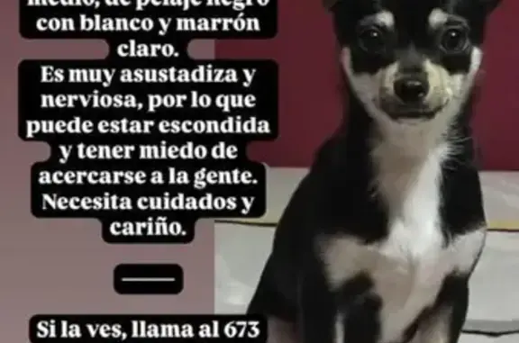 Se busca: Milka, Chihuahua asustadiza