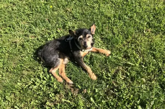 Snoopy, chien sourd de 17 ans perdu - photo