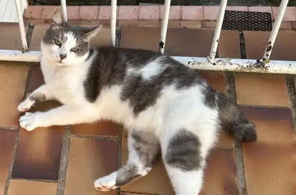 Chat perdu, Janneyrias, photo: Chat perdu sans collier à Janneyrias