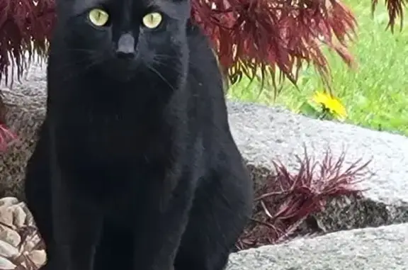 Animaux perdus , photo: Chat noir perdu, sociable à Lampaul