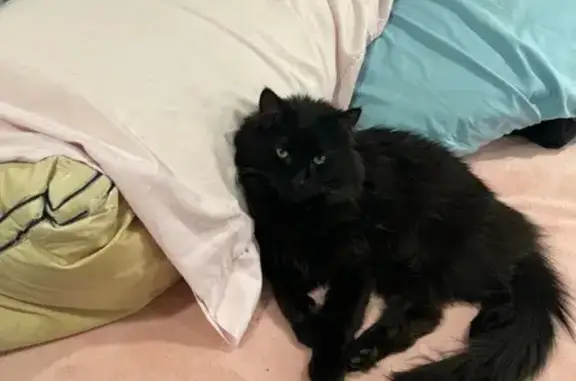 Lost Cat: Vito, Fluffy Black, Green Eyes