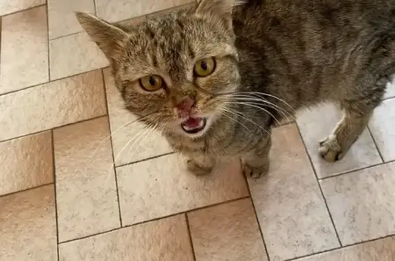 Chat trouvé Bourg-en-Bresse, photo: Jeune chat européen beige trouvé maigre