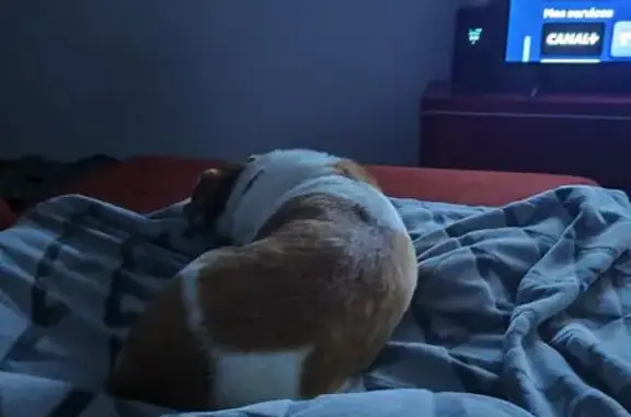 Chien trouvé Hendaye, photo: Petit chien trouvé à Hendaye sans tatouage