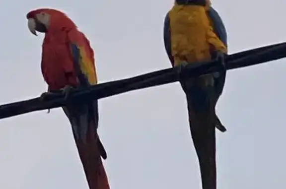 Macaw Found in Maribyrnong, Victoria