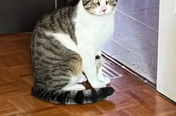 Chat blanc/gris trouvé à St-Georges-lès-Bx - photo