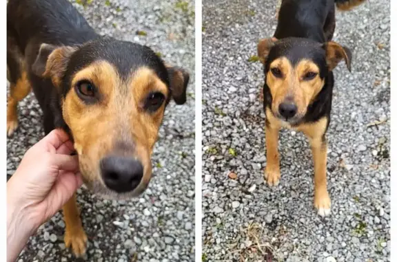 Animaux trouvés Salies-de-Béarn, photo: Chien noir et marron trouvé à Salies-de-Béarn
