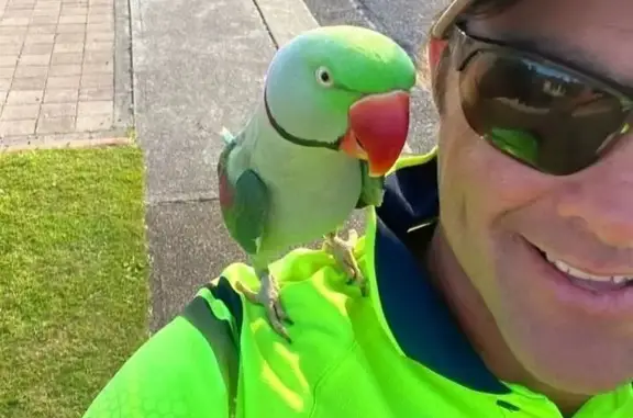 Lost Green Alexandrine Parrot...