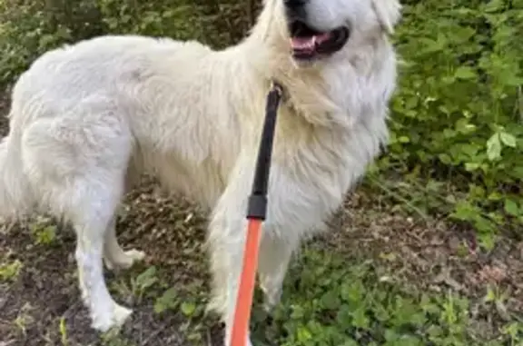 Chien perdu Villers-lès-Nancy, photo : Chien perdu à Villers-lès-Nancy, Bois de Haye