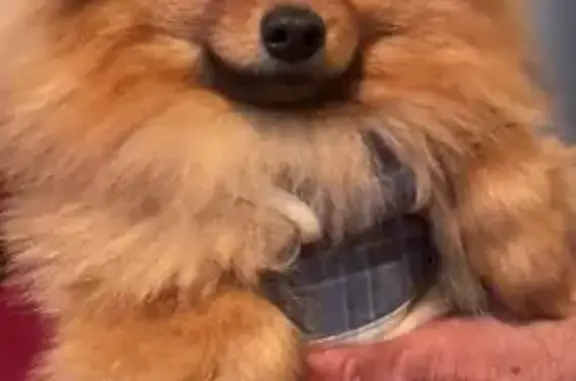 Perro Marrón Perdido en Sant Boi: ¡Ayuda!