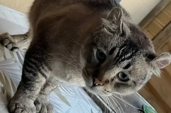 Chat gris perdu à Ceaucé, yeux bleus - photo