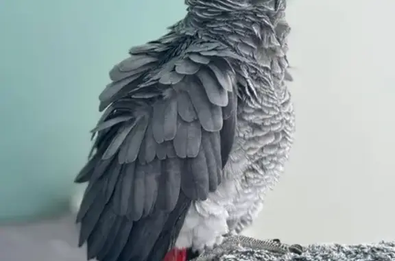 Animaux perdus Wittelsheim, photo: Perdu perroquet gris du Gabon à Wittelsheim