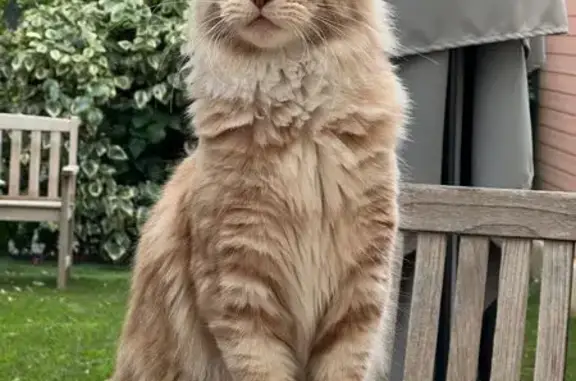 Chat perdu à La Fare-les-Oliviers - photo