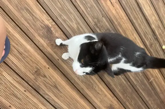Chatte câline trouvée, noire et blanche - photo