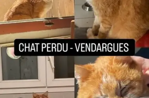 Chat perdu: roux/blanc, castré, peureux - photo