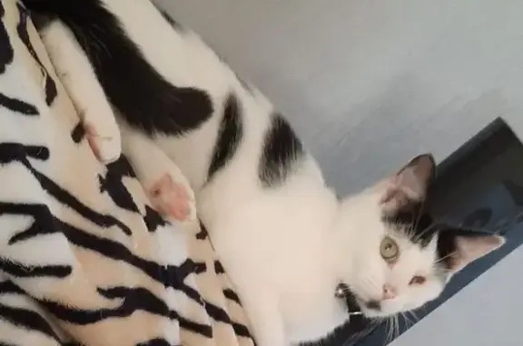 Chatte noire et blanche perdue à Brebières - photo