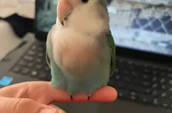 ¡Ave Perdida! Verde con Cola Azul en Vélez