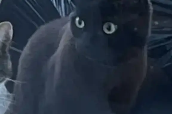 Chatte perdue : Scarlett, noire reflets roux - photo