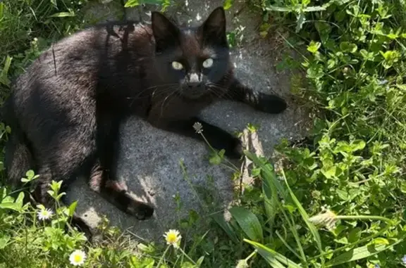Animaux perdus , photo: Chatte noire perdue à Clohars-Fouesnant