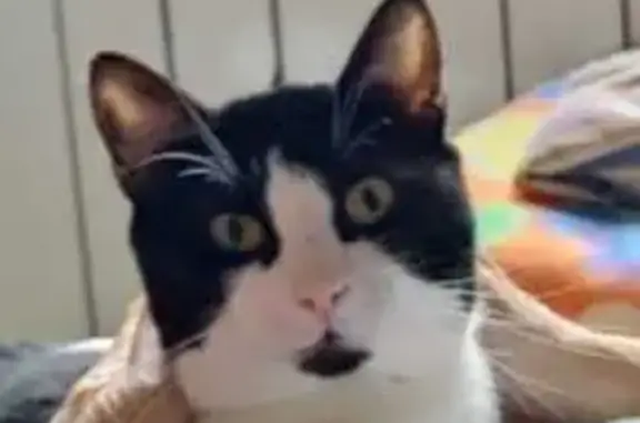 Gato Perdido: Blanco y Negro en Pamplona