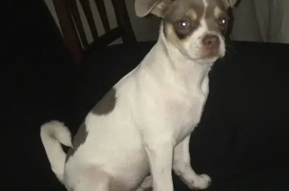 Perro perdido: Banco, manchas marrones