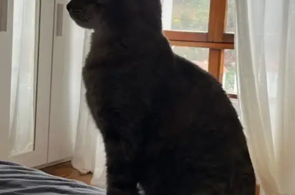 Gata Gris Perdida: Ojos Verdes y Oreja Recortada