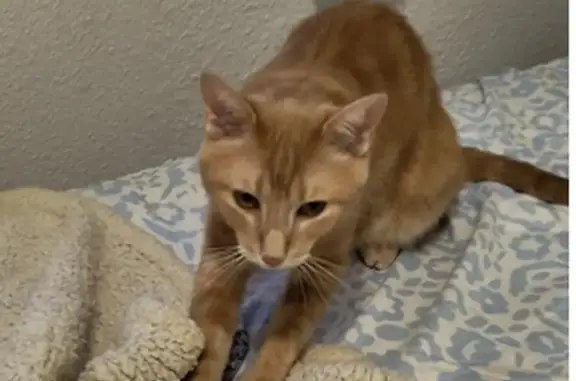 ¡Ayuda! Gato Jack perdido en Alcobendas