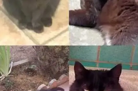 Chat perdue, petite, miaule, Impasse des Alpes - photo