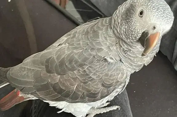 Loro Yaco Perdido: Hembra Asustadiza en Boadilla