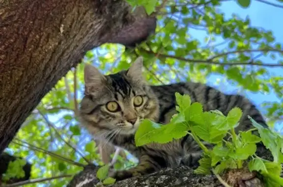 Chat tigré perdu, Route des Allobroges - photo