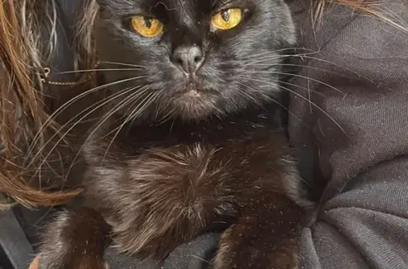 Chat perdu, Thonon-les-Bains, photo: Chat noir perdu, craintif, Thonon-les-Bains