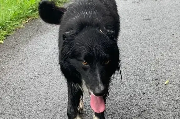 Animaux trouvés Thonon-les-Bains, photo: Jeune Border Collie noir et blanc trouvé